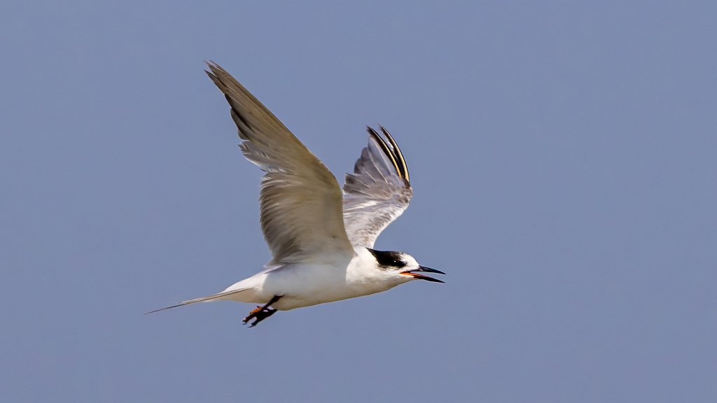 Common Tern